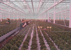 Per afdeling zijn, afhankelijk van het gewas dat er staat, schermen, lampen en überhaupt de gehele kasindeling op maat gemaakt. Hier, in de afdeling cyclamen, is o.a. ook geïnvesteerd in LED.